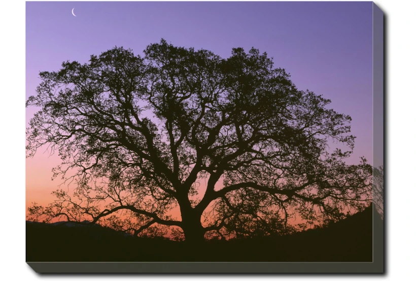 40X30 Tree At Sunset With Champagne Frame - 360