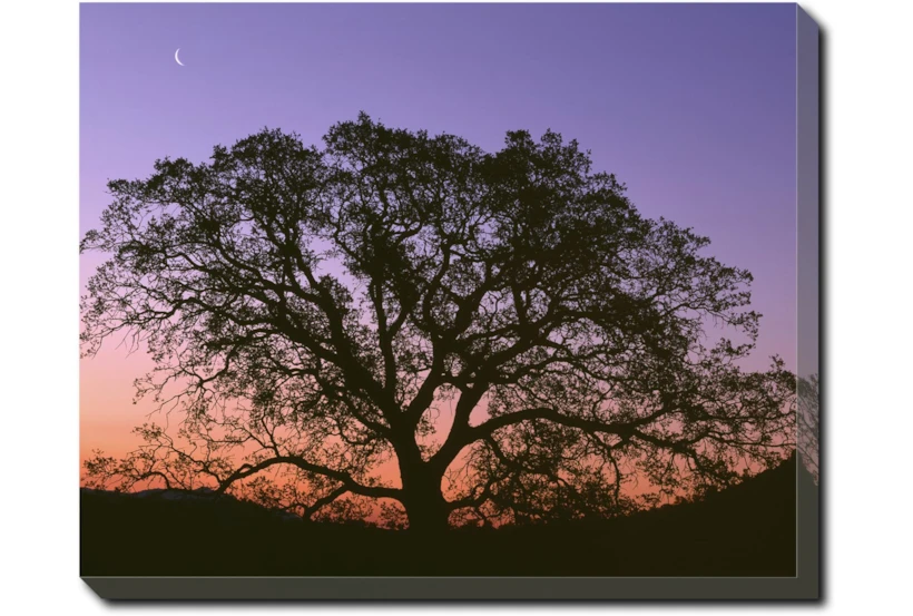 50X40 Tree At Sunset With Black Frame - 360