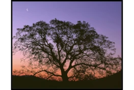 52X42 Tree At Sunset With Black Frame