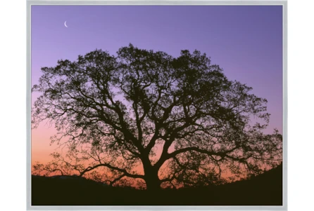 52X42 Tree At Sunset With Silver Frame