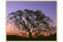 52X42 Tree At Sunset With Gold Champagneframe - Signature