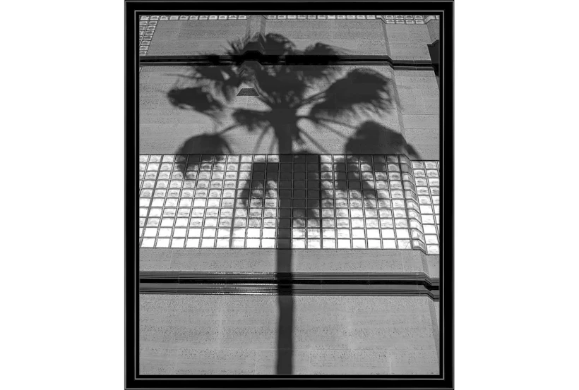 22X26 B&W Palm Tree With Black Frame - 360
