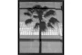 22X26 B&W Palm Tree With Black Frame - Signature