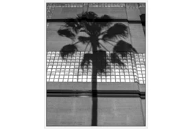 42X52 B&W Palm Tree With White Frame