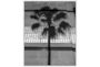 42X52 B&W Palm Tree With White Frame - Signature