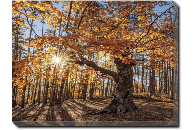 40X30 Fall Landscape With Gallery Wrap Canvas - 360