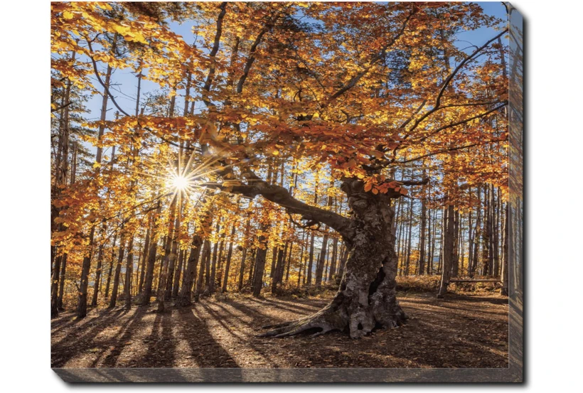 50X40 Fall Landscape With Gallery Wrap Canvas - 360