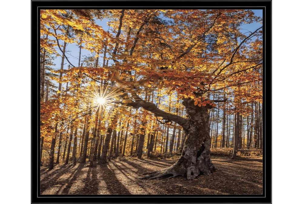 26X22 Fall Landscape With Black Frame 
