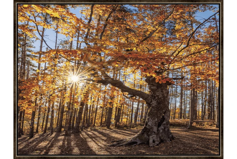42X32 Fall Landscape With Espresso Frame  - 360