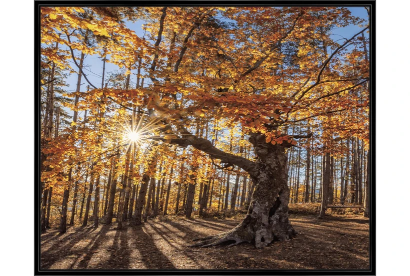 52X42 Fall Landscape With Black Frame  - 360