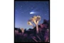 22X26 Joshua Tree Np Haley'S Comet With Black Frame - Signature