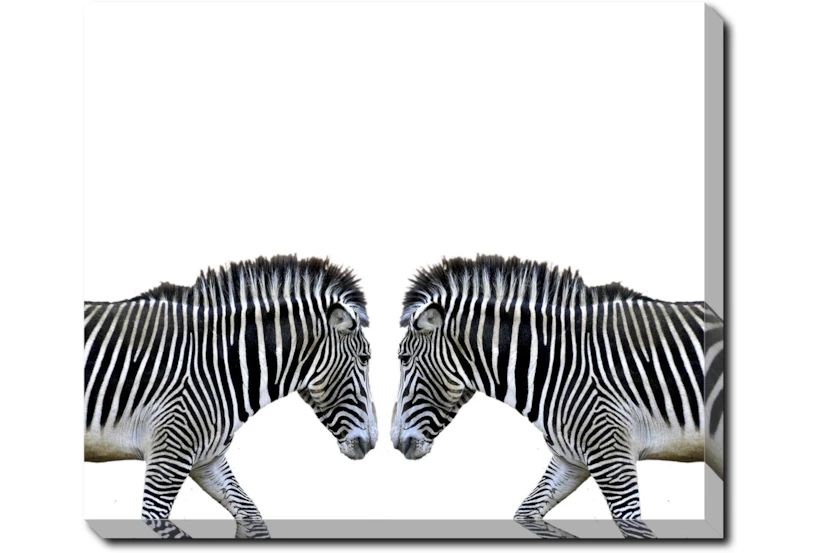 24X20 Zebra Face Off With Gallery Wrap Canvas - 360