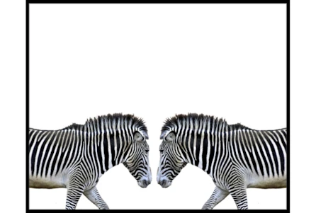 52X42 Zebra Face Off With Black Frame
