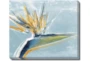 24X20 Bird Of Paradise With Gallery Wrap Canvas - Signature
