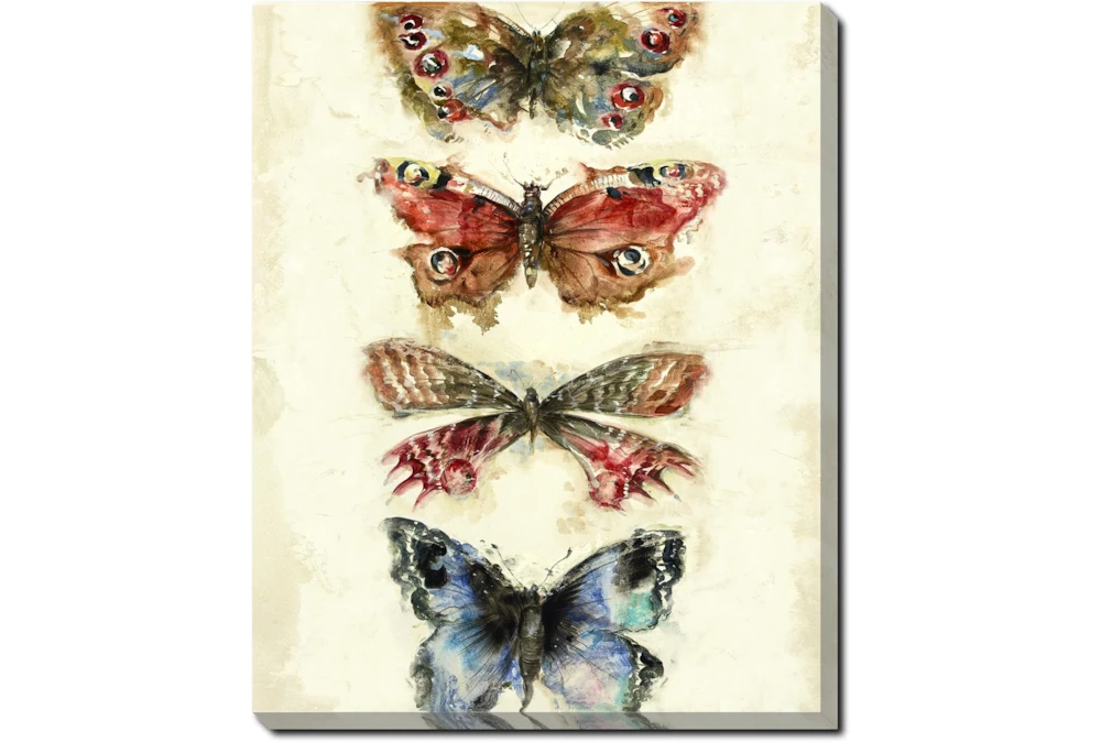 20X24 Butterflies With Gallery Wrap Canvas