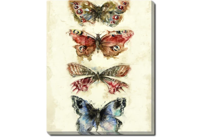20X24 Butterflies With Gallery Wrap Canvas - 360