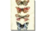 20X24 Butterflies With Gallery Wrap Canvas - Signature