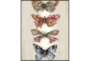 42X52 Butterflies With Black Frame  - Signature