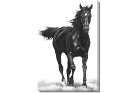 20X24 B&W Strong Stallion With Gallery Wrap Canvas