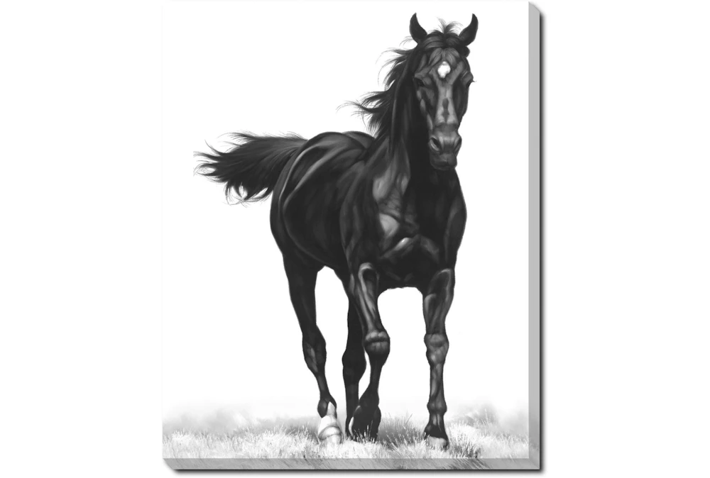 40X50 B&W Strong Stallion With Gallery Wrap Canvas