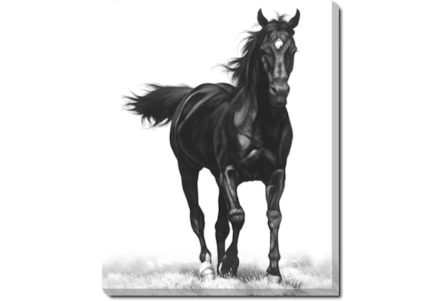 40X50 B&W Strong Stallion With Gallery Wrap Canvas - Main