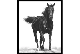 22X26 B&W Strong Stallion With Black Frame