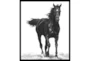22X26 B&W Strong Stallion With Black Frame - Signature
