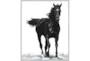 42X52 B&W Strong Stallion With Silver Frame  - Signature