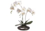 22" Artificial Orchid in Ceramic Pot - Signature