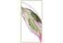 26X50 Blush Tropics I With Birch Frame - Signature