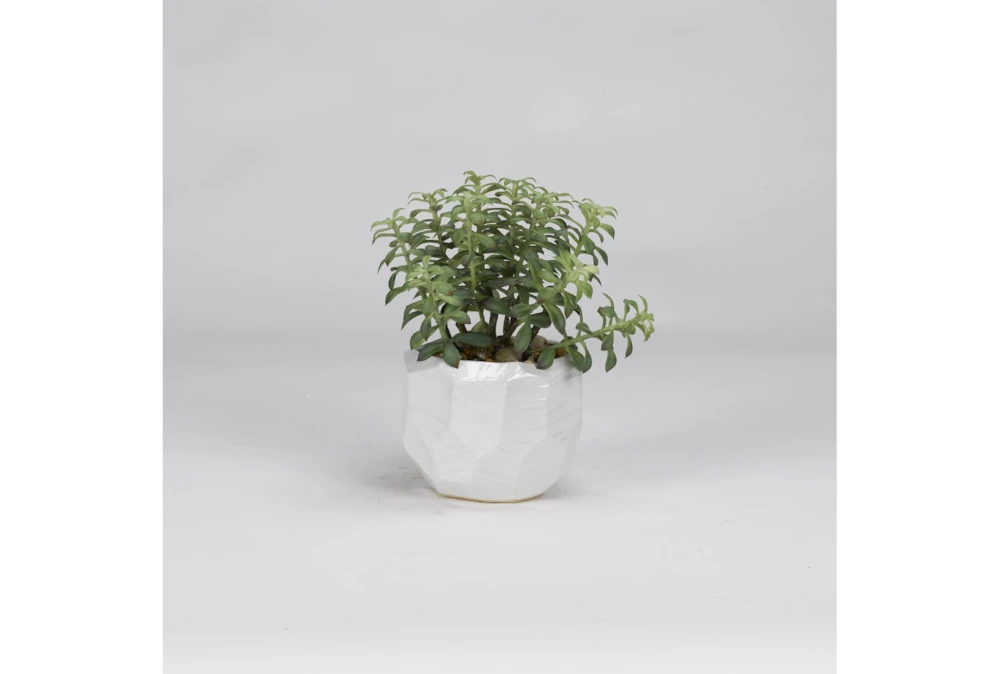 Tree Succulents In Glossy White Ceramic Planter