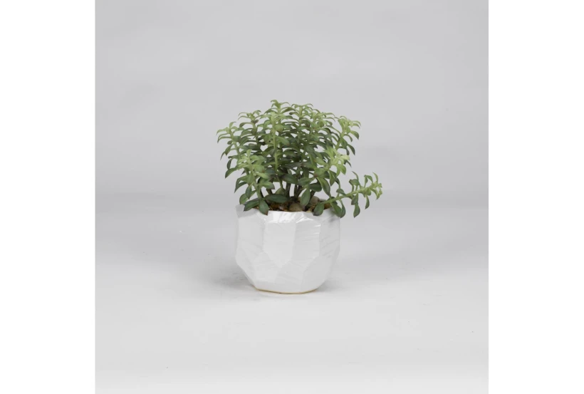 Tree Succulents In Glossy White Ceramic Planter - 360