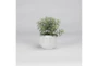Tree Succulents In Glossy White Ceramic Planter - Signature