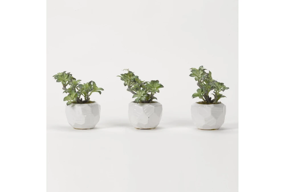 Mini Star Succulents In White Ceramic Set Of 3