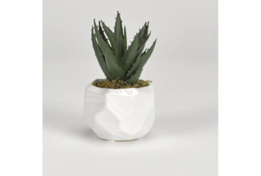 Mini Aloe In White Ceramic Planter