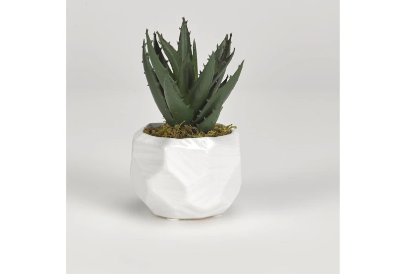 Mini Aloe In White Ceramic Planter - 360