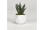 Mini Aloe In White Ceramic Planter - Signature