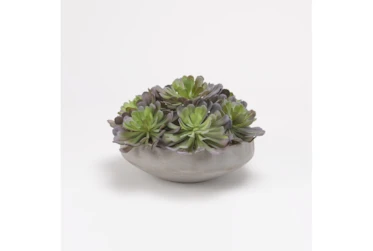 Green/Lavender Echeveria In Round Cement Bowl