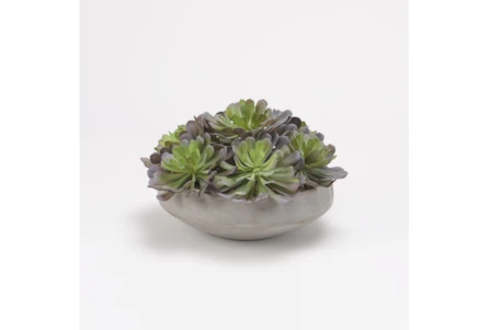 Green/Lavender Echeveria In Round Cement Bowl - Main