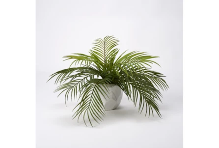 Hawaiian Palm In White Ceramic Planter - Main