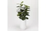 44" Fiddle Leaf Fig In Round White Resin Planter - Signature