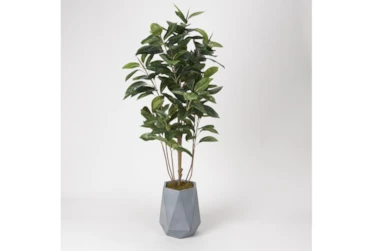 6' Rubber Tree In Grey Resin Planter