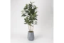 6' Rubber Tree In Grey Resin Planter - Signature