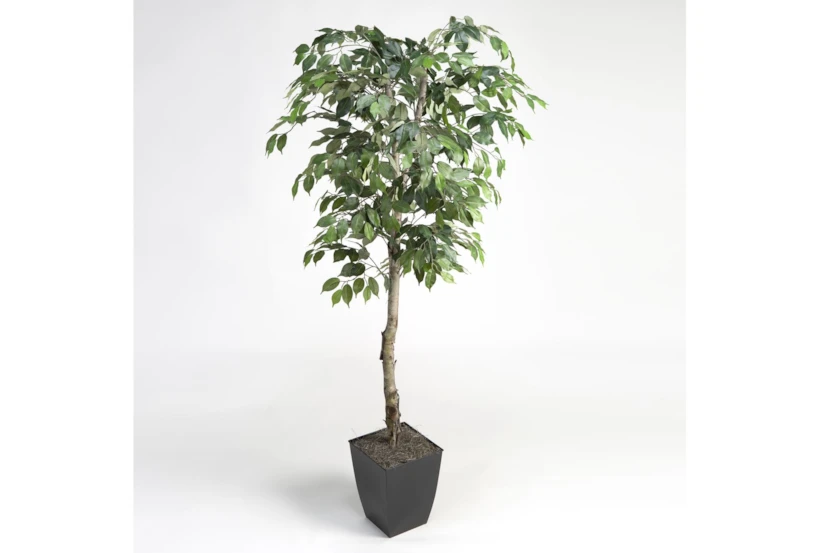 6' Ficus Tree In Black Square Metal Planter - 360