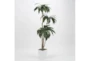 6' Birdnest Palm In White Square Metal Planter - Signature