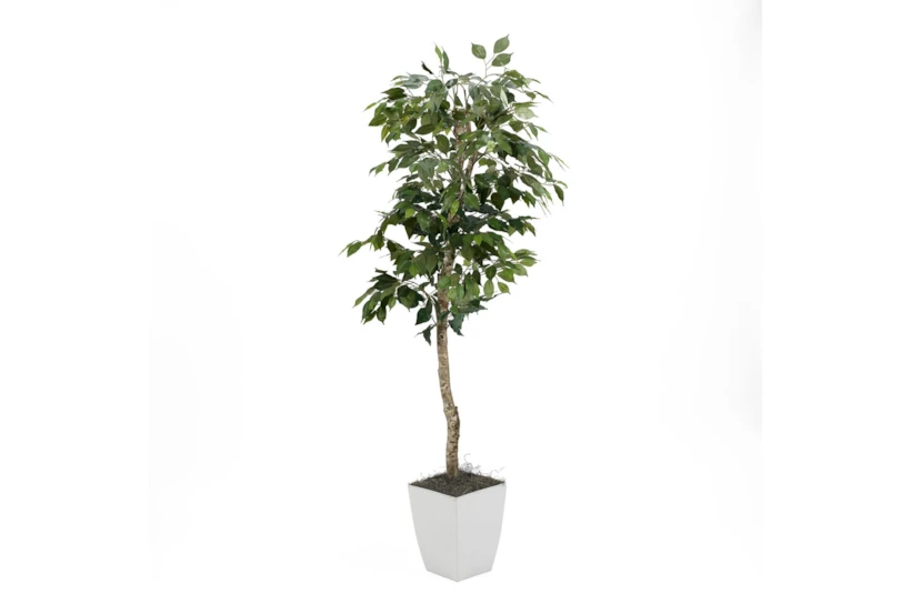 6' Green Ficus Tree In White Square Metal Planter - 360