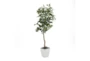 6' Green Ficus Tree In White Square Metal Planter - Signature