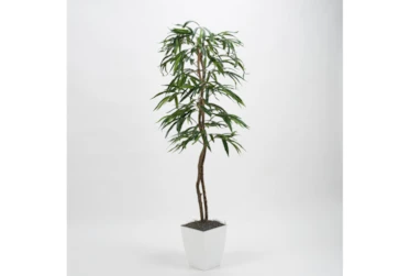 6' Weeping Ficus Tree In White Square Metal Planter