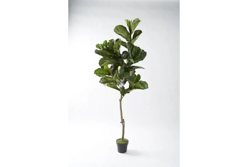 7' Fiddle Leaf Fig Tree In Black Plastic Pot - 360