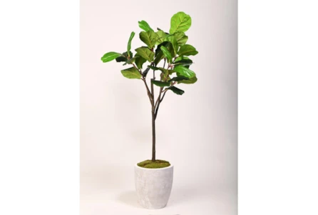 5' Fiddle Leaf Fig Tree In Round White Textured Planter